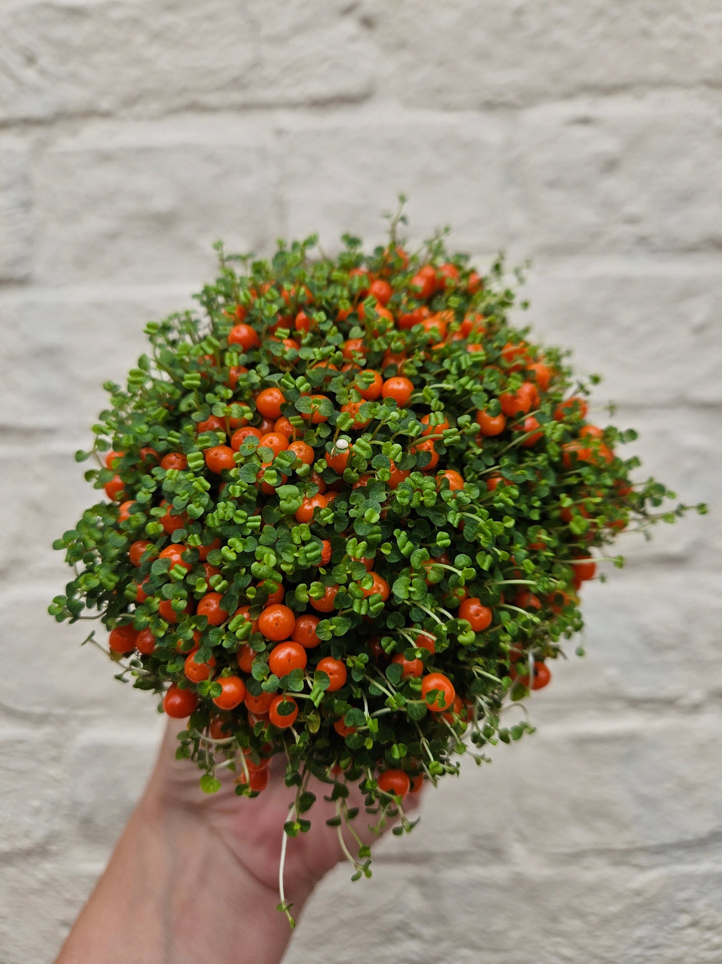 Nertera granadensis (Coral Bead Plant)