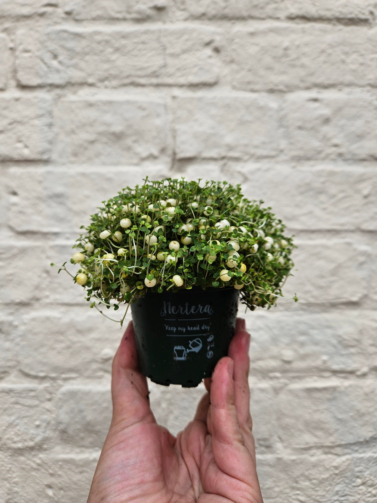 Nertera granadensis (Coral Bead Plant)