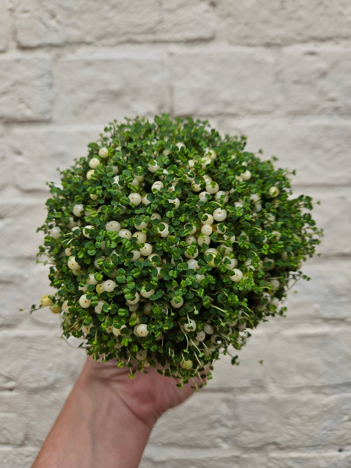 Nertera granadensis (Coral Bead Plant)
