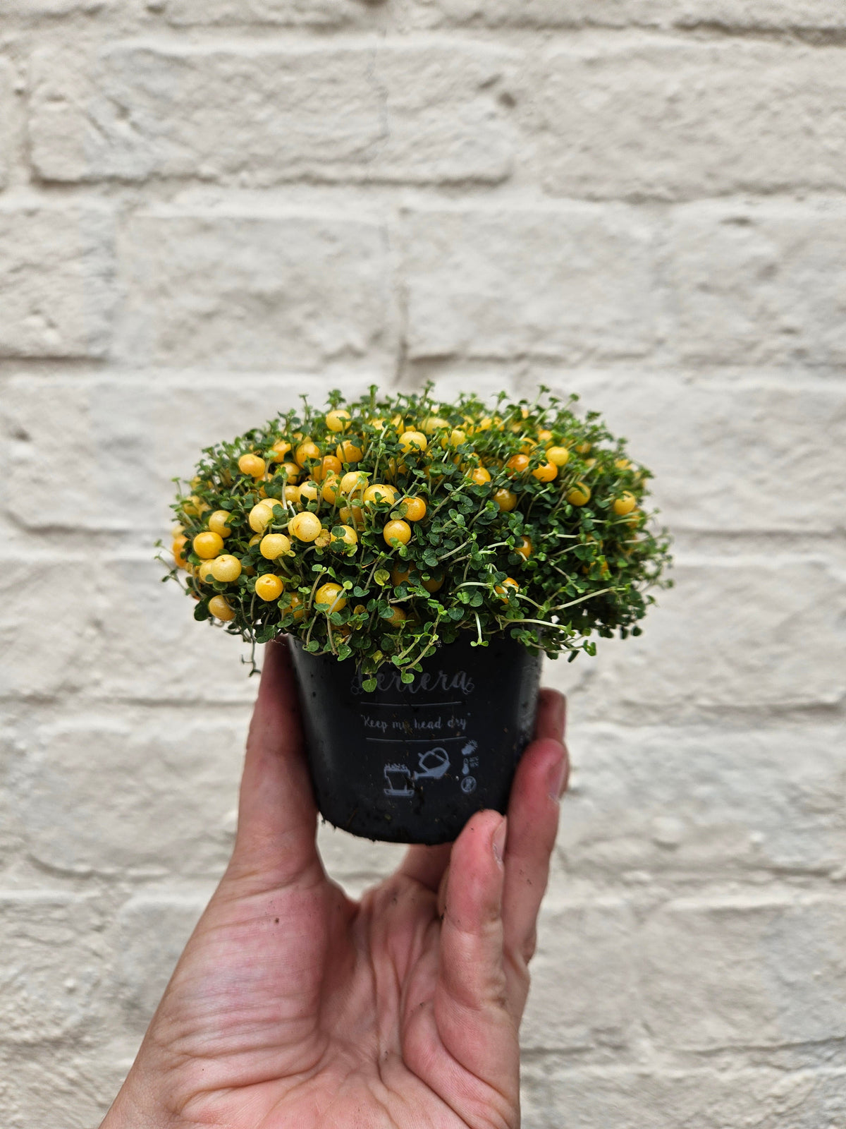 Nertera granadensis (Coral Bead Plant)