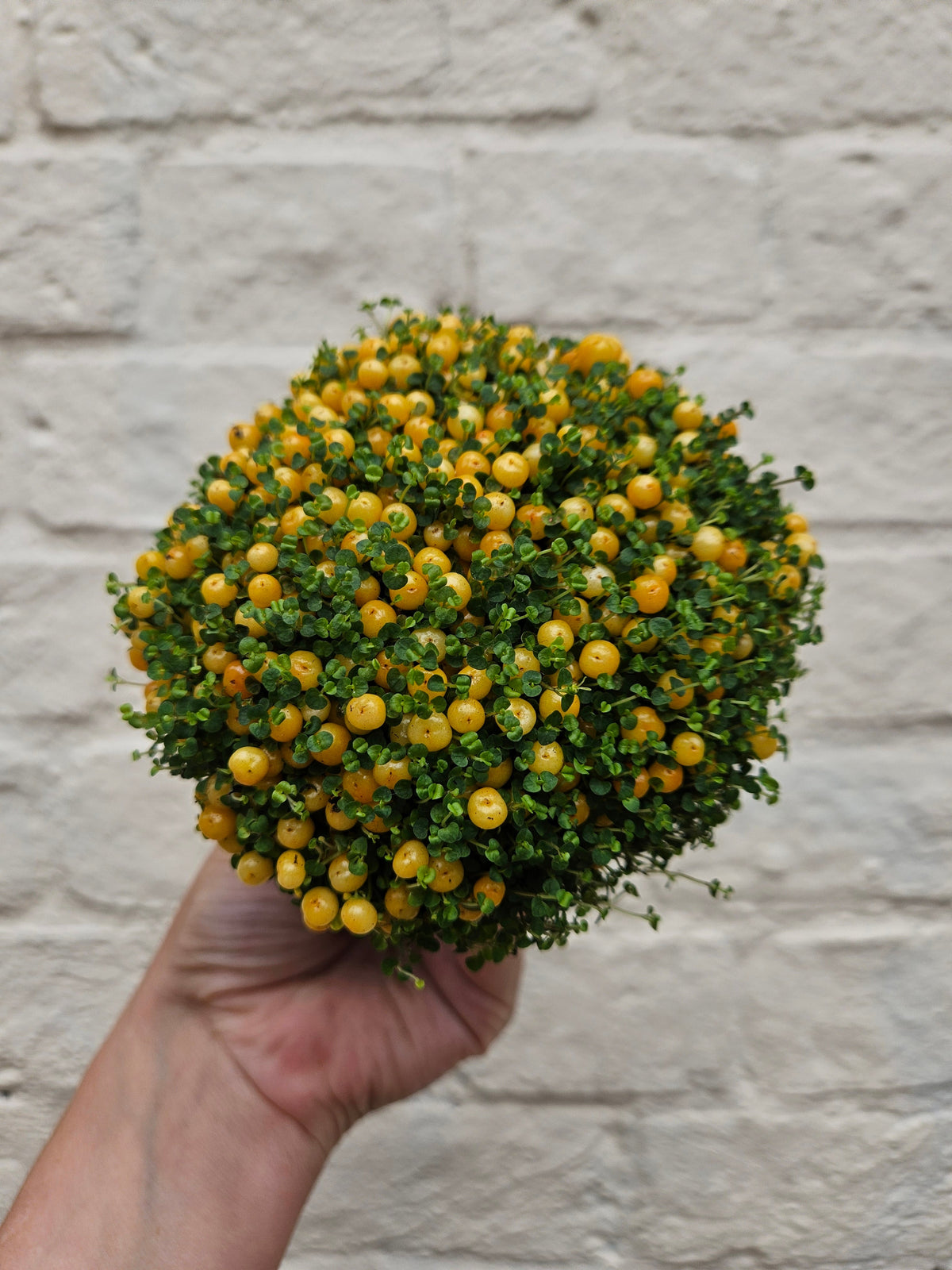 Nertera granadensis (Coral Bead Plant)