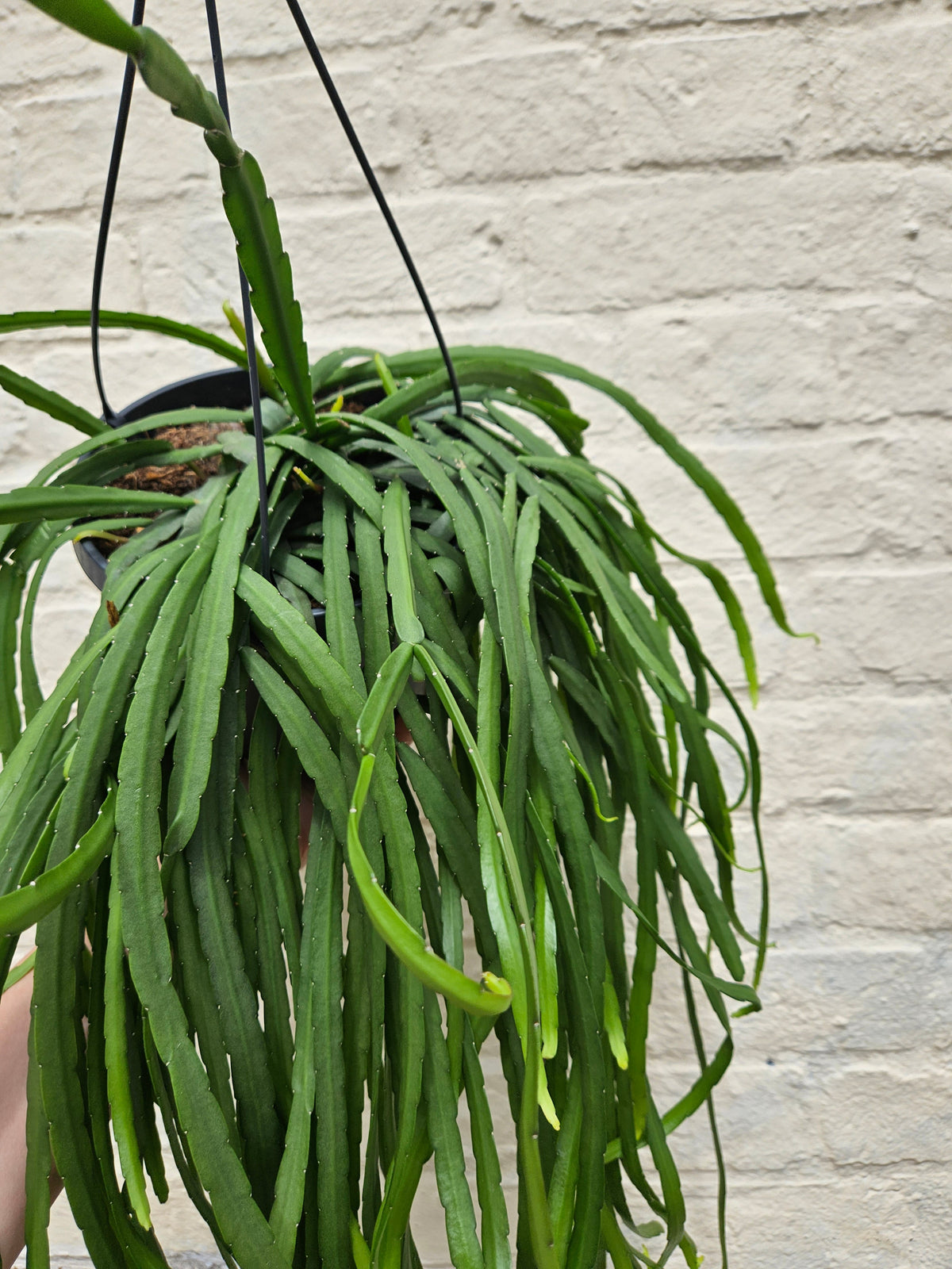Lepismium bolivianum (Jungle cactus)