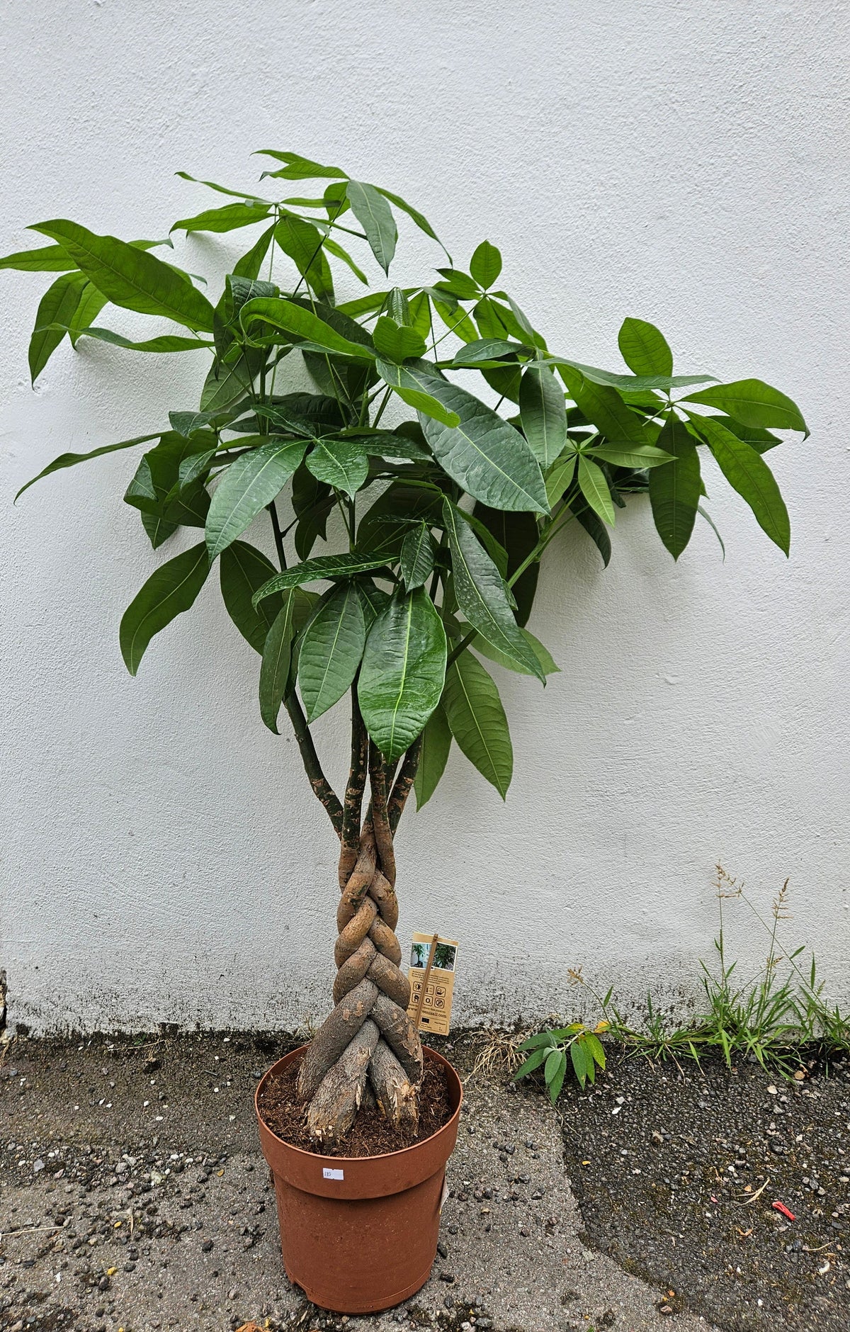 Pachira aquatica (Money Tree)
