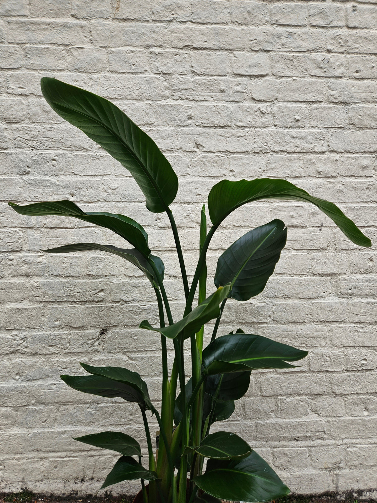 Strelitzia reginae (Orange Bird of Paradise)