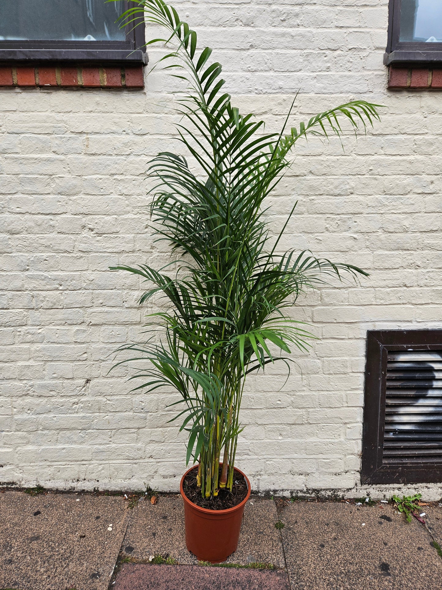 Dypsis lutescens (Areca Palm)