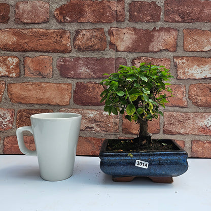 Bird Plum Bonsai Tree - Sagaretia Bonsai Plant in 15cm Pot