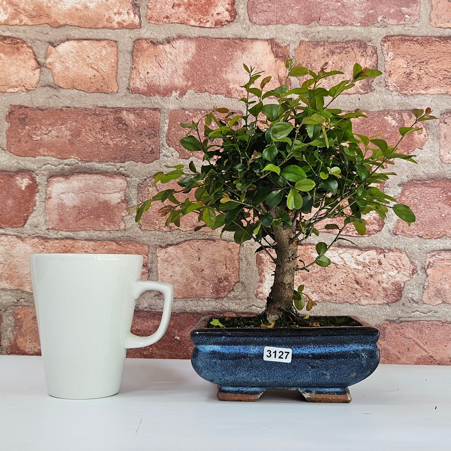 Bird Plum Bonsai Tree - Sagaretia Bonsai Plant in 15cm Pot