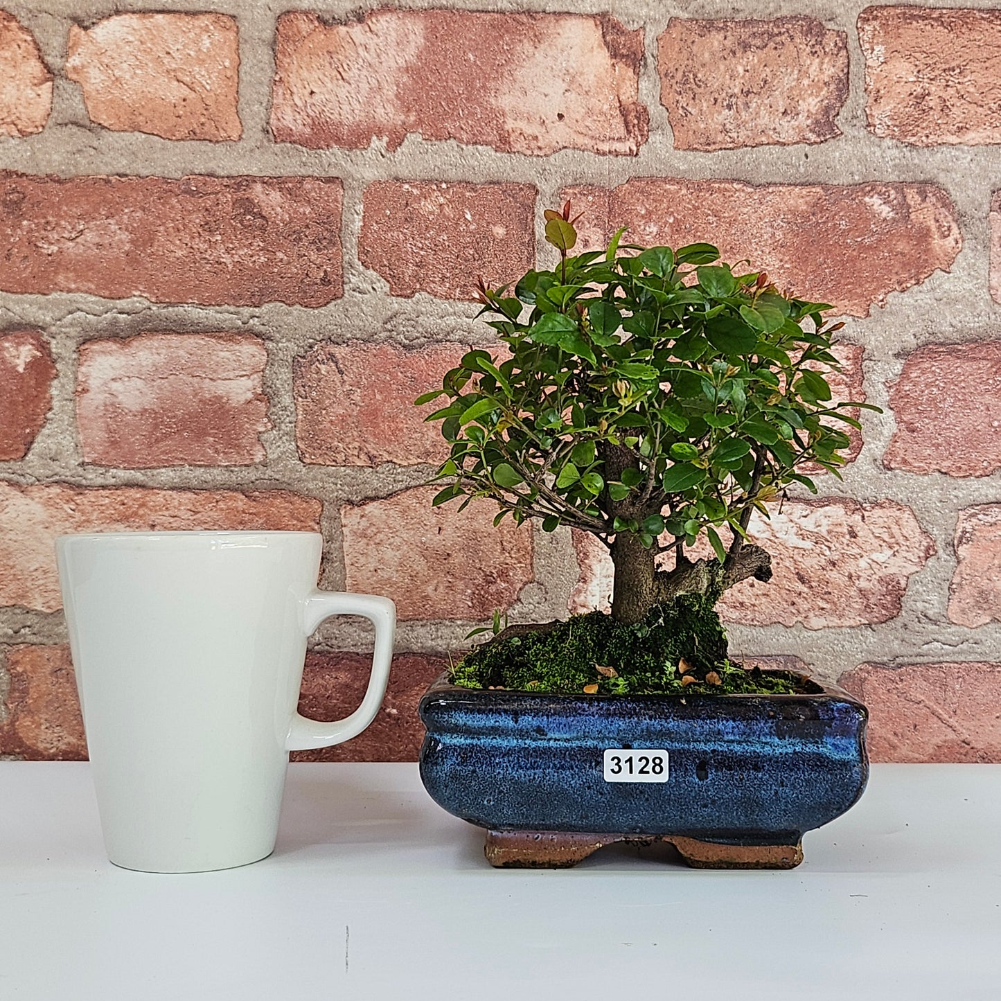 Bird Plum Bonsai Tree - Sagaretia Bonsai Plant in 15cm Pot