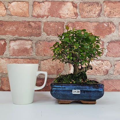 Bird Plum Bonsai Tree - Sagaretia Bonsai Plant in 15cm Pot