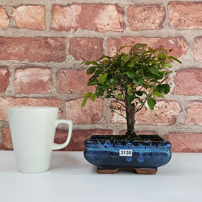 Bird Plum Bonsai Tree - Sagaretia Bonsai Plant in 15cm Pot