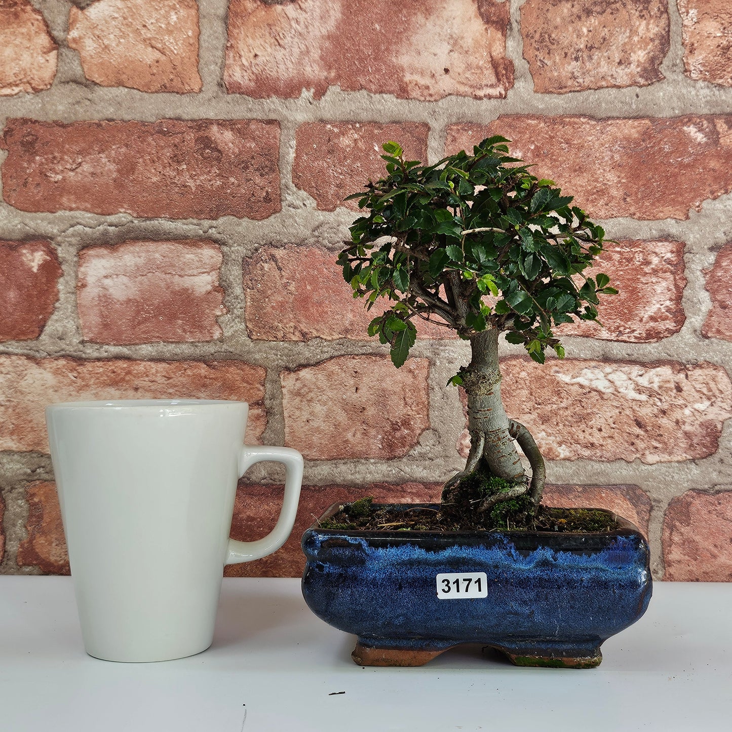 Chinese Elm Bonsai Tree - Bonsai Ulmus Parvifolia In 15cm Pot
