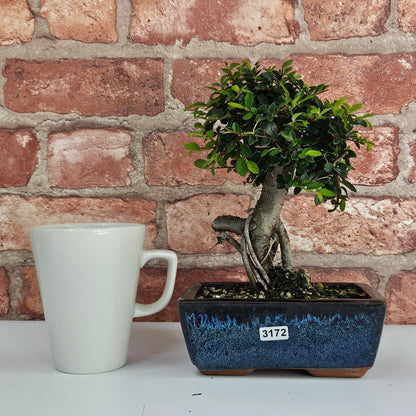 Chinese Elm Bonsai Tree - Bonsai Ulmus Parvifolia In 15cm Pot