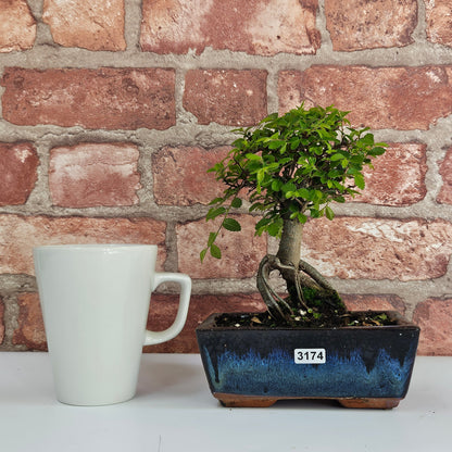 Chinese Elm Bonsai Tree - Bonsai Ulmus Parvifolia In 15cm Pot
