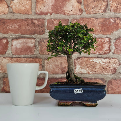 Chinese Elm Bonsai Tree - Bonsai Ulmus Parvifolia In 15cm Pot