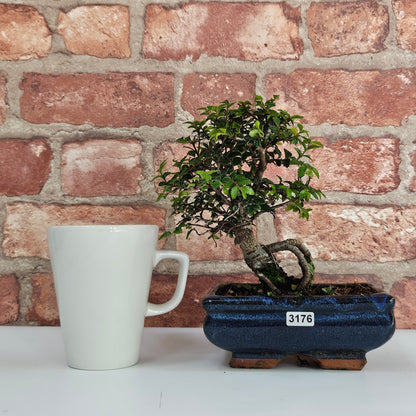 Chinese Elm Bonsai Tree - Bonsai Ulmus Parvifolia In 15cm Pot