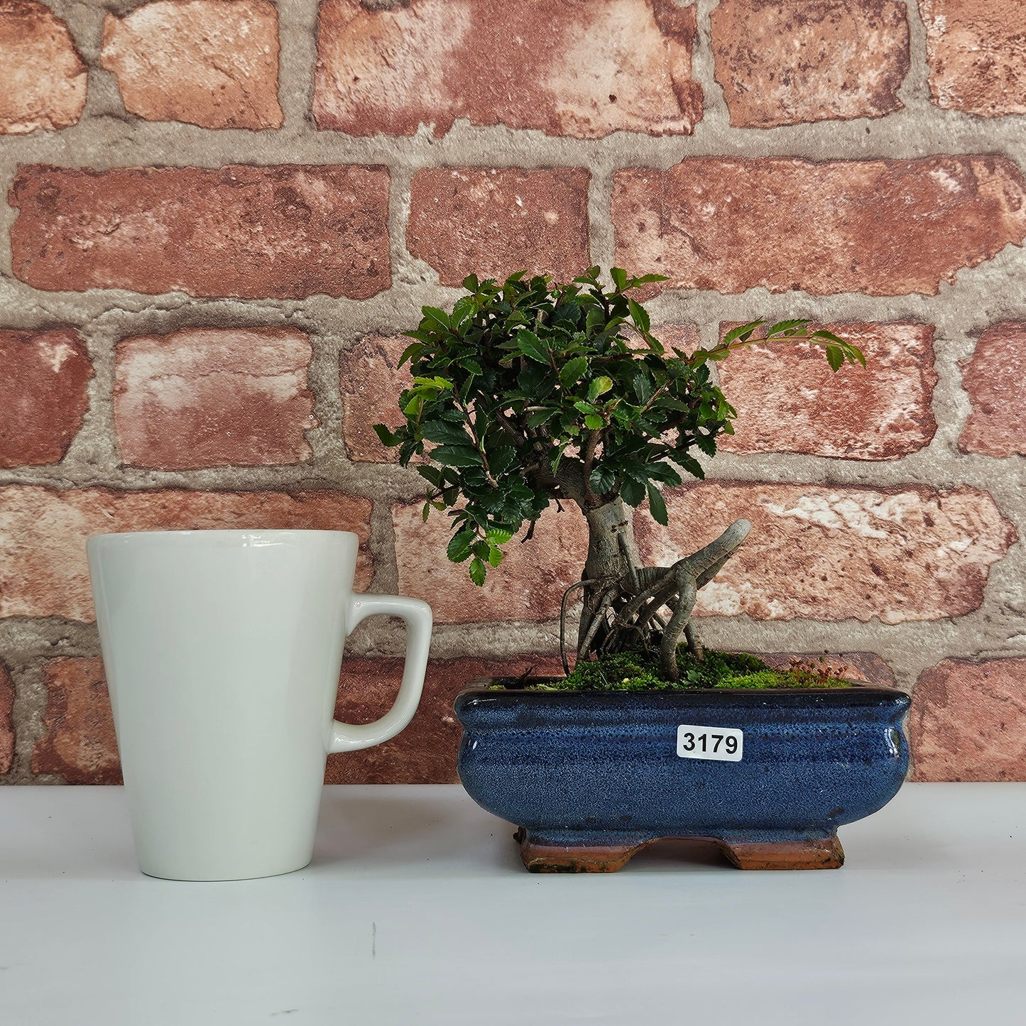 Chinese Elm Bonsai Tree - Bonsai Ulmus Parvifolia In 15cm Pot