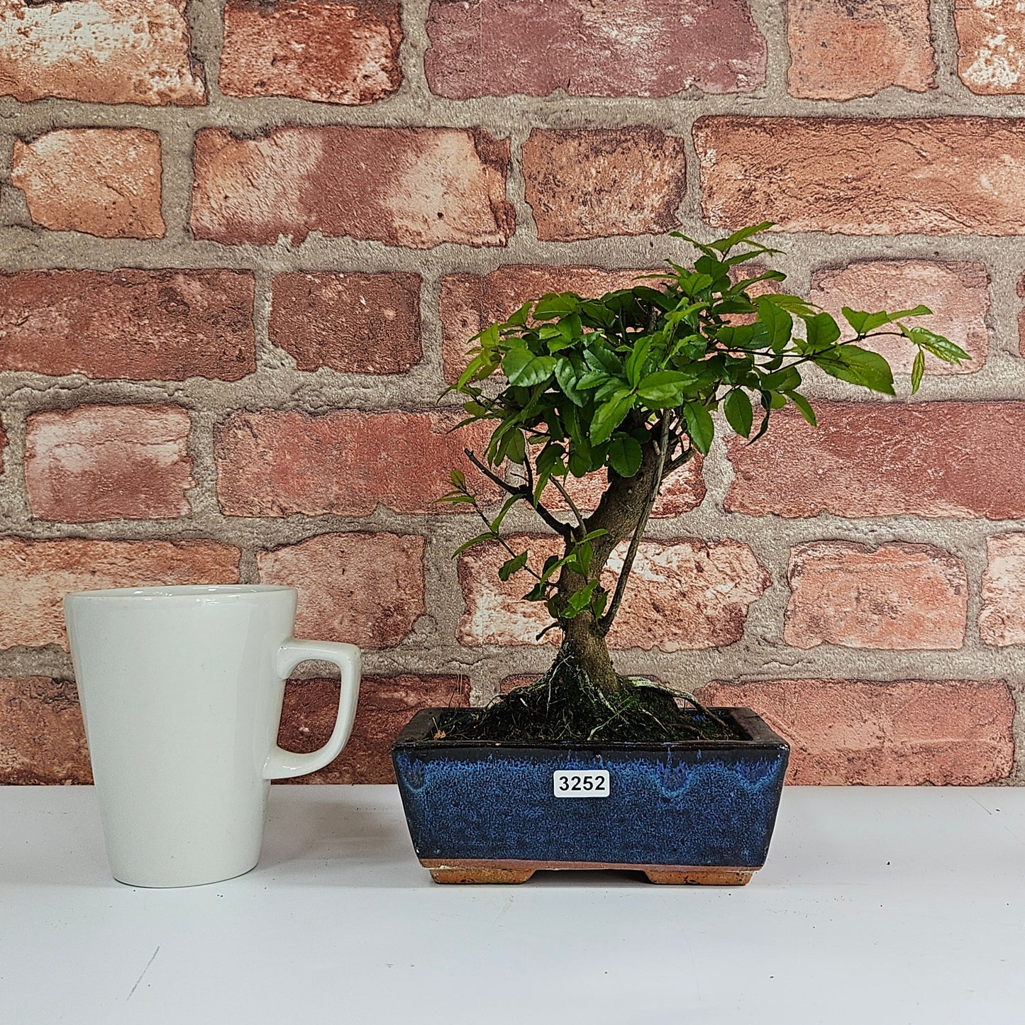 Bird Plum Bonsai Tree - Sagaretia Bonsai Plant in 15cm Pot