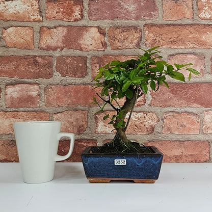 Bird Plum Bonsai Tree - Sagaretia Bonsai Plant in 15cm Pot