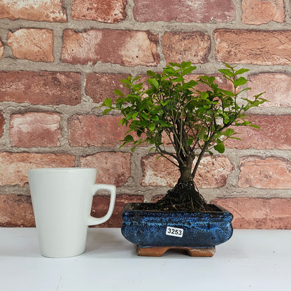 Bird Plum Bonsai Tree - Sagaretia Bonsai Plant in 15cm Pot