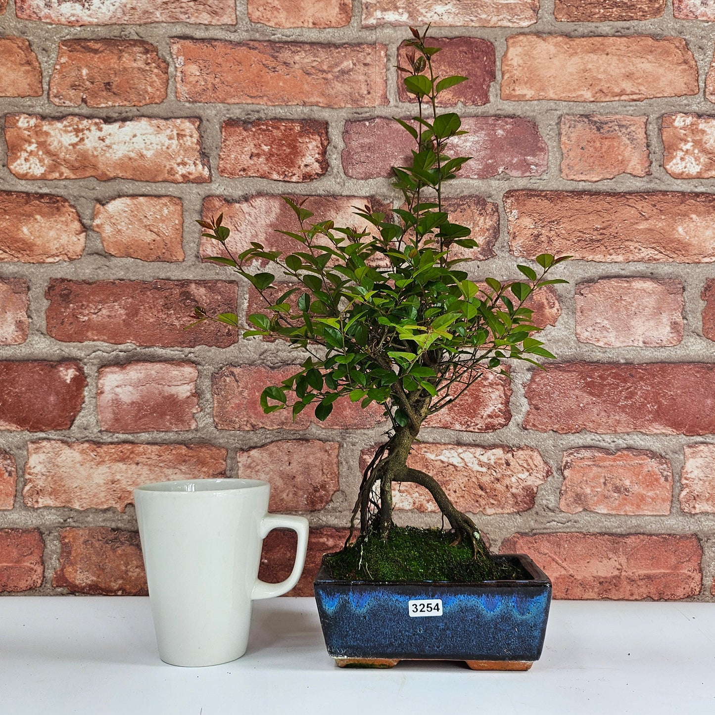 Bird Plum Bonsai Tree - Sagaretia Bonsai Plant in 15cm Pot