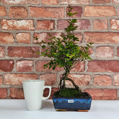 Bird Plum Bonsai Tree - Sagaretia Bonsai Plant in 15cm Pot
