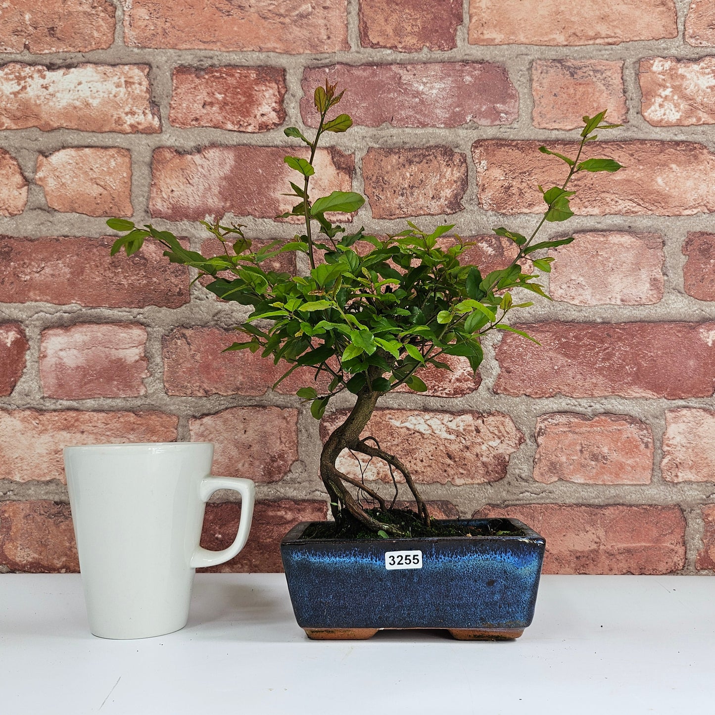 Bird Plum Bonsai Tree - Sagaretia Bonsai Plant in 15cm Pot