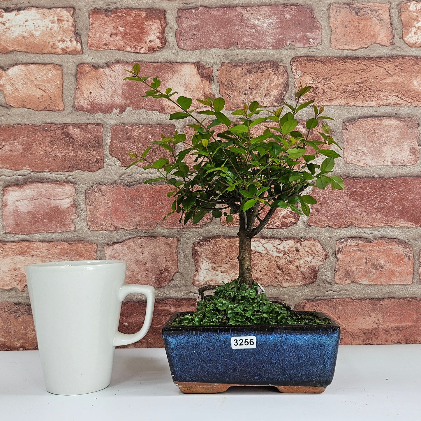 Bird Plum Bonsai Tree - Sagaretia Bonsai Plant in 15cm Pot