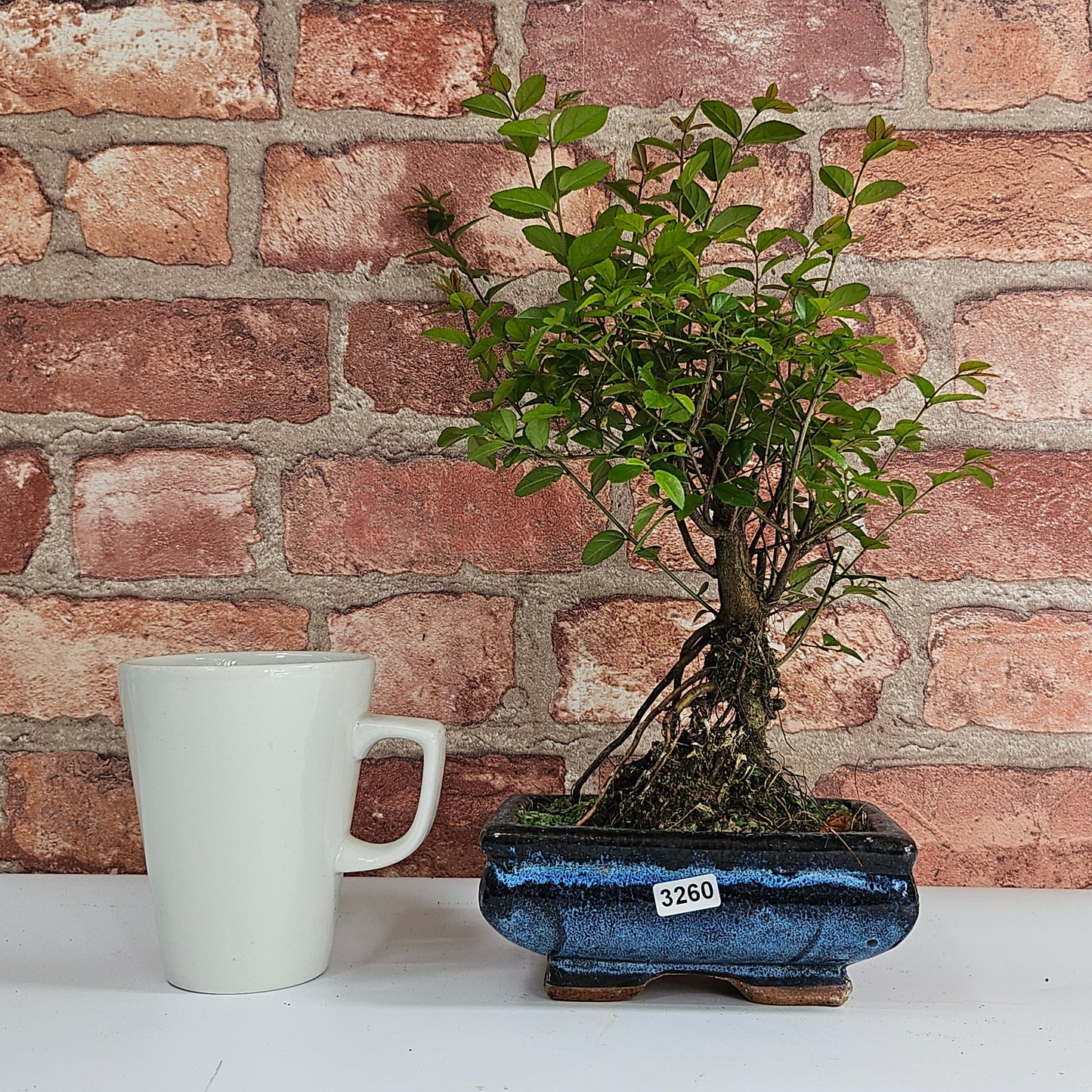 Bird Plum Bonsai Tree - Sagaretia Bonsai Plant in 15cm Pot