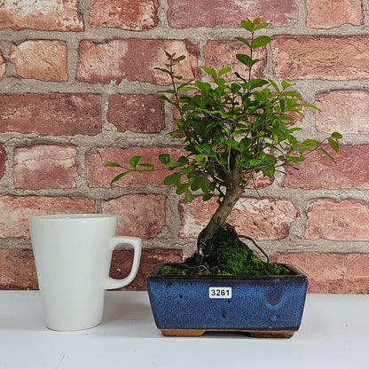 Bird Plum Bonsai Tree - Sagaretia Bonsai Plant in 15cm Pot