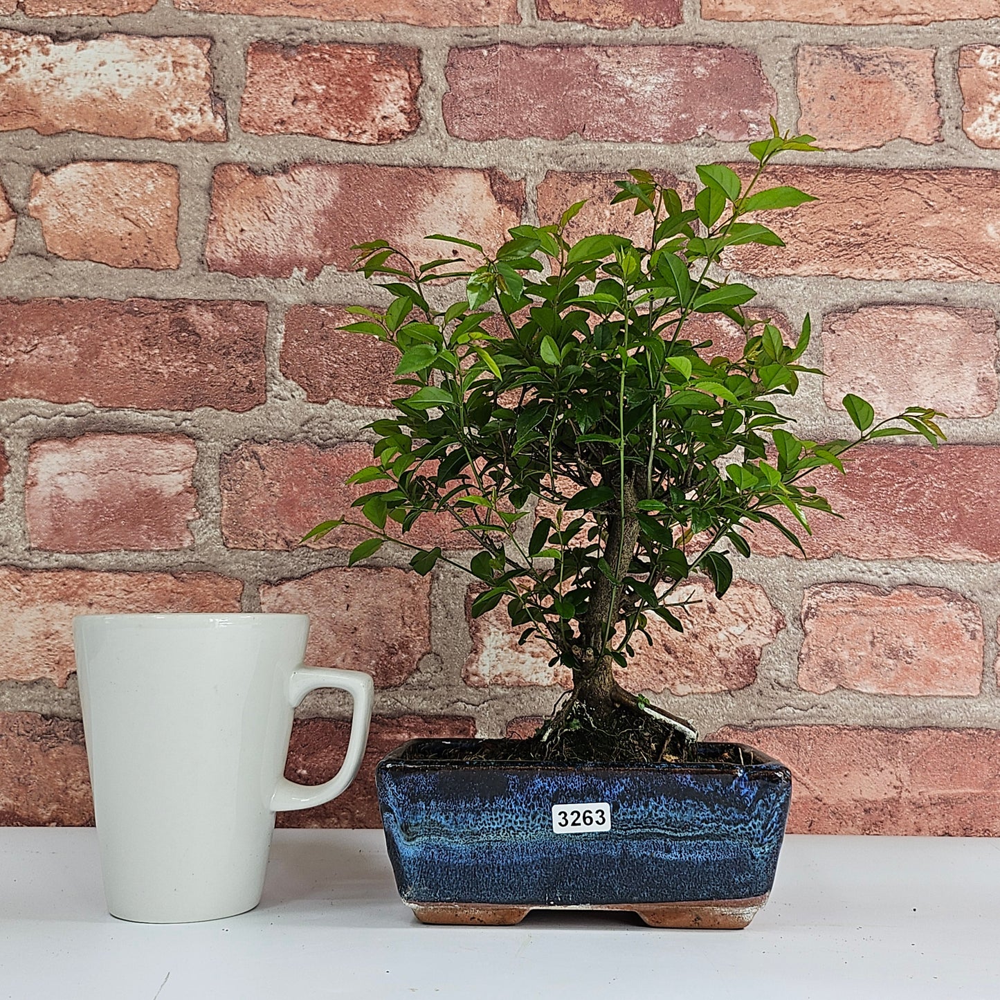 Bird Plum Bonsai Tree - Sagaretia Bonsai Plant in 15cm Pot