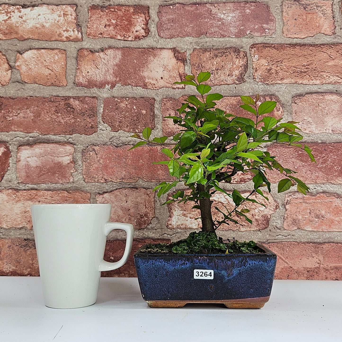 Bird Plum Bonsai Tree - Sagaretia Bonsai Plant in 15cm Pot