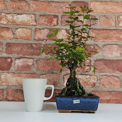 Bird Plum Bonsai Tree - Sagaretia Bonsai Plant in 15cm Pot
