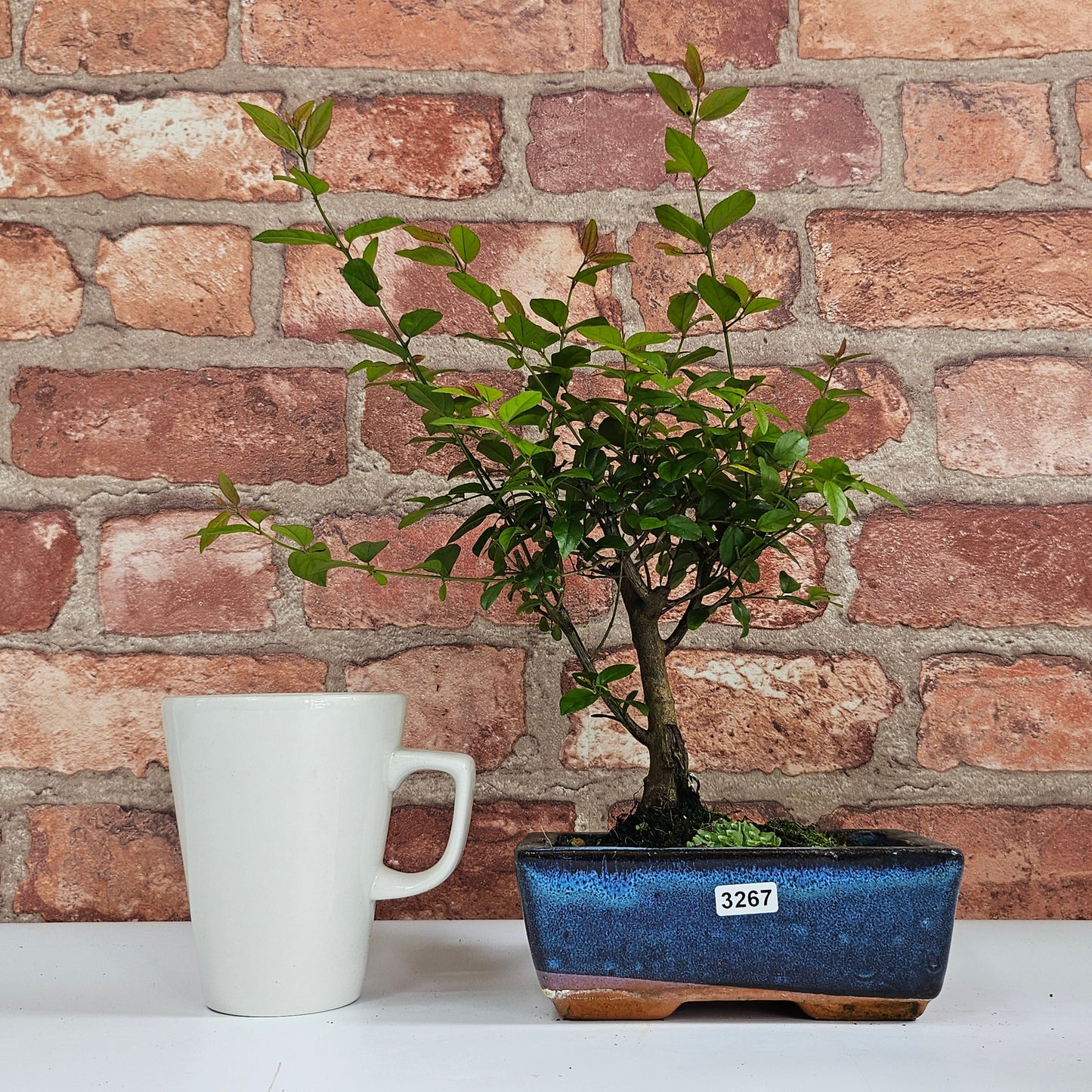 Bird Plum Bonsai Tree - Sagaretia Bonsai Plant in 15cm Pot