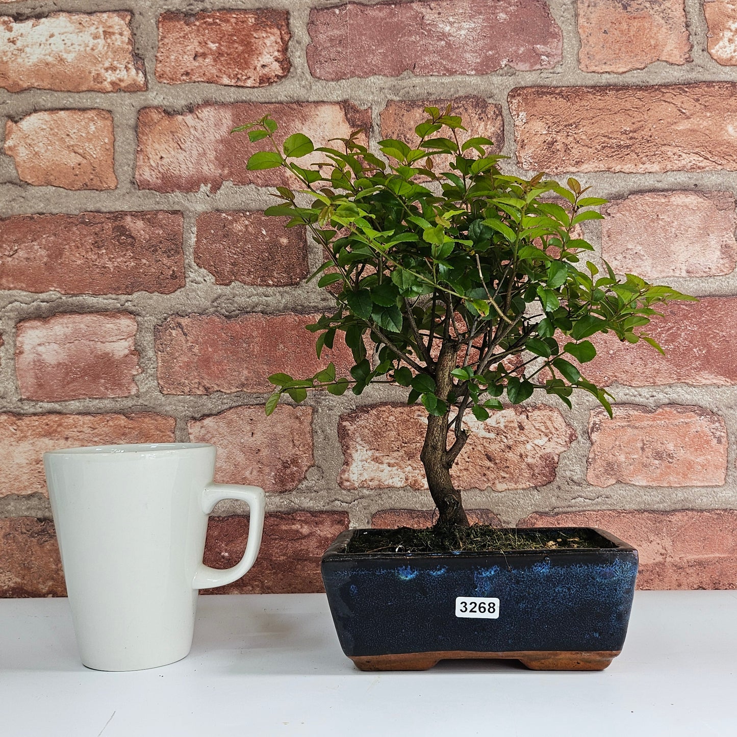 Bird Plum Bonsai Tree - Sagaretia Bonsai Plant in 15cm Pot