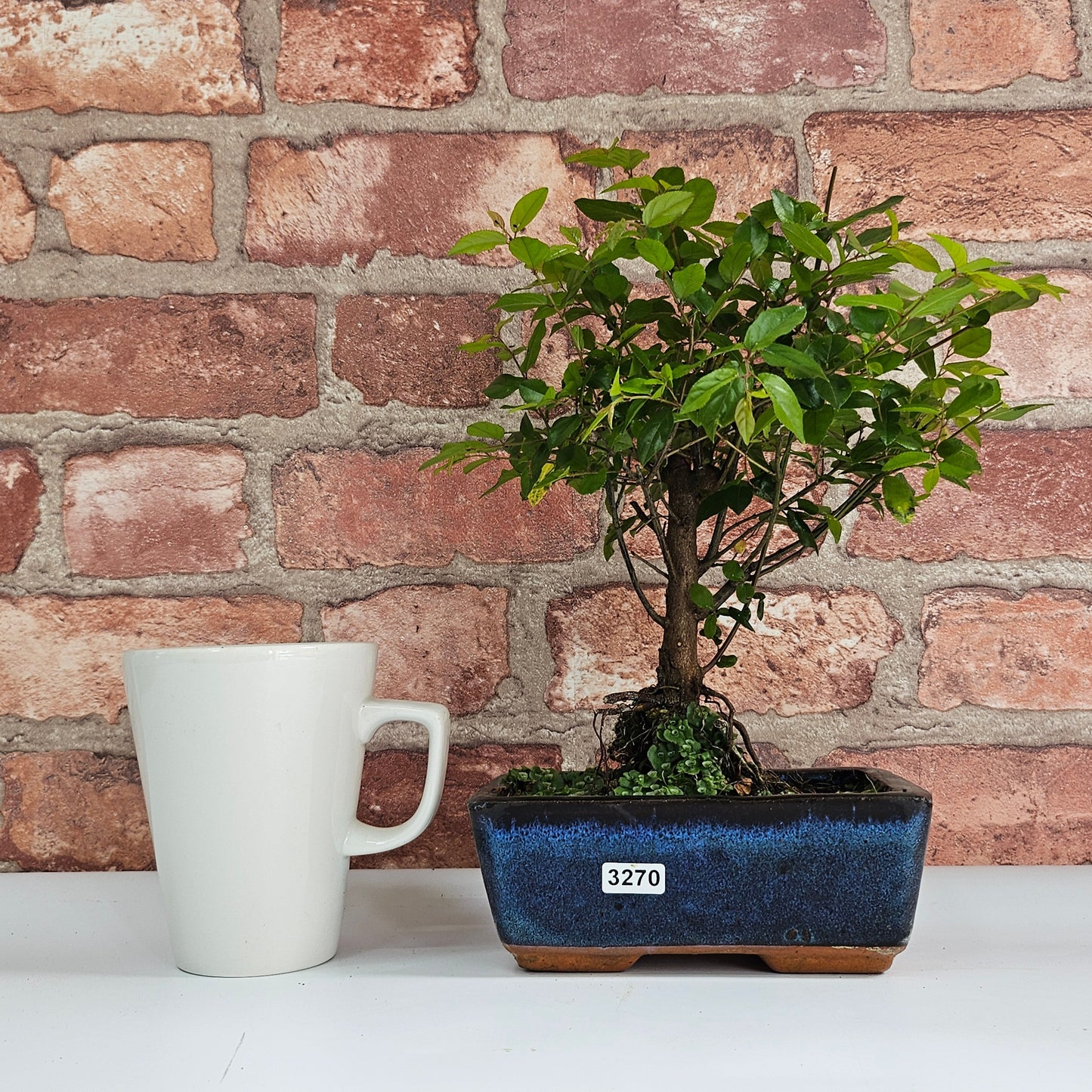 Bird Plum Bonsai Tree - Sagaretia Bonsai Plant in 15cm Pot