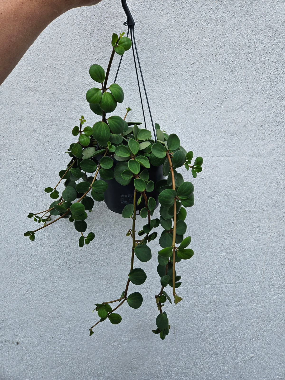 Peperomia Hope Plant - Peperomia Tetraphylla Houseplant