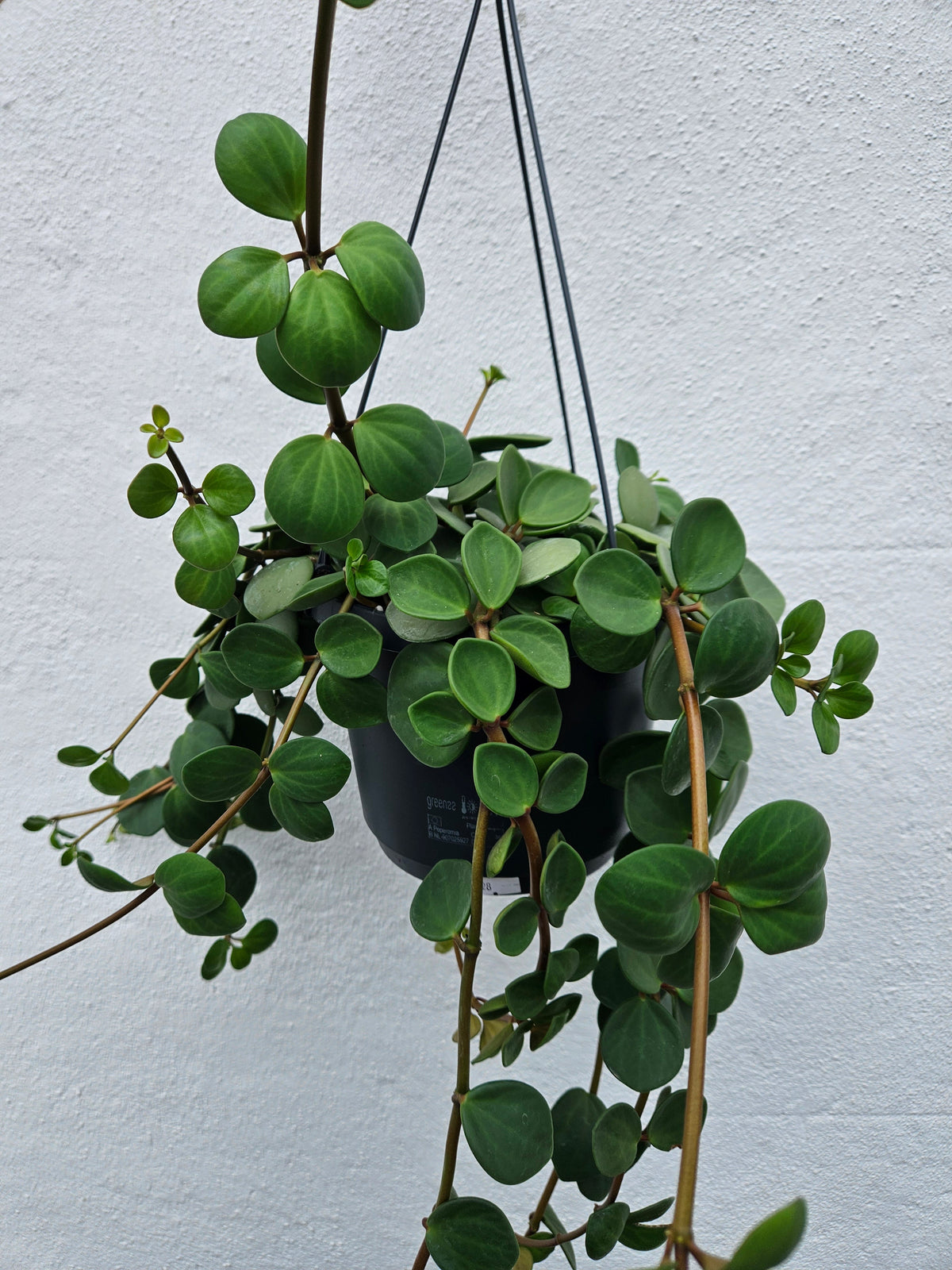 Peperomia Hope Plant - Peperomia Tetraphylla Houseplant