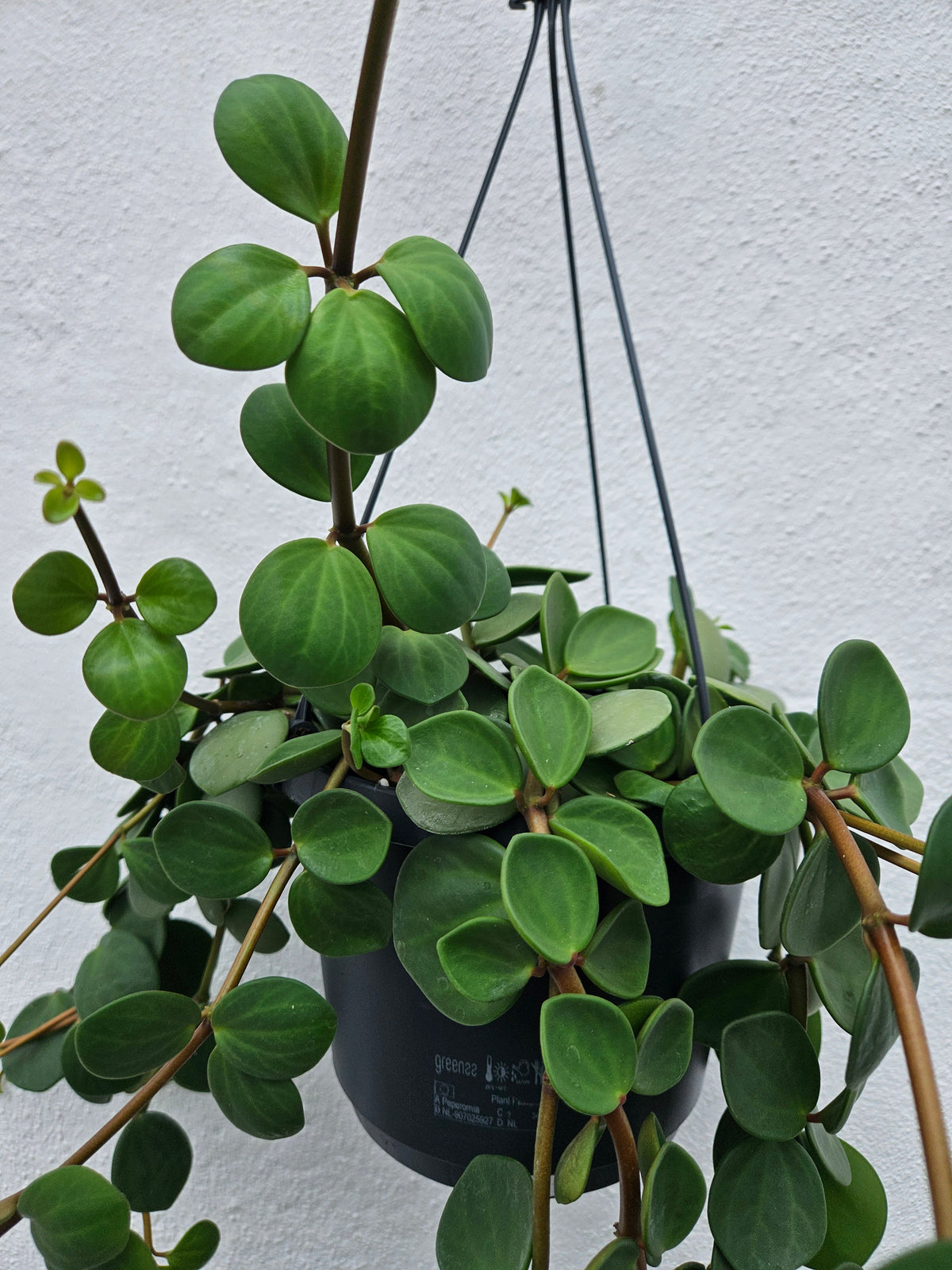 Peperomia Hope Plant - Peperomia Tetraphylla Houseplant