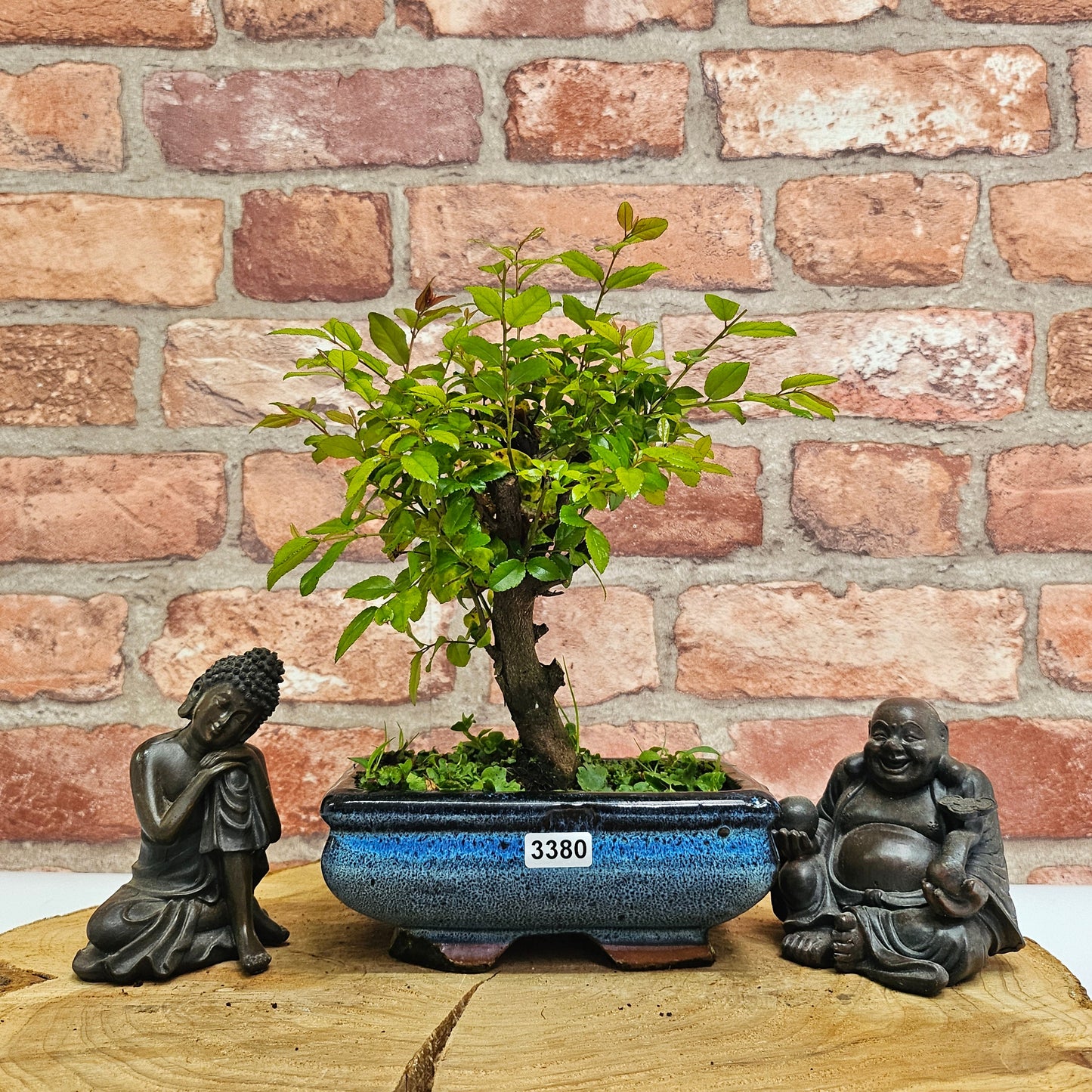 Bird Plum Bonsai Tree - Sagaretia Bonsai Plant in 15cm Pot