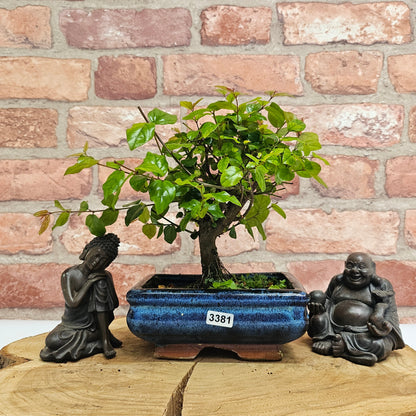 Bird Plum Bonsai Tree - Sagaretia Bonsai Plant in 15cm Pot