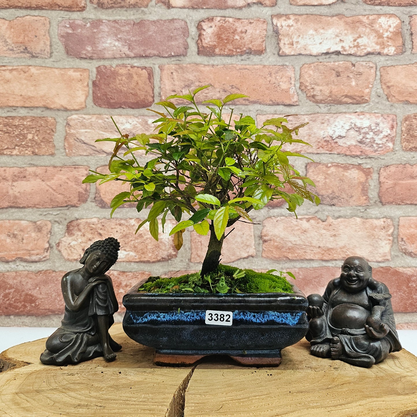 Bird Plum Bonsai Tree - Sagaretia Bonsai Plant in 15cm Pot