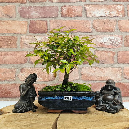 Bird Plum Bonsai Tree - Sagaretia Bonsai Plant in 15cm Pot