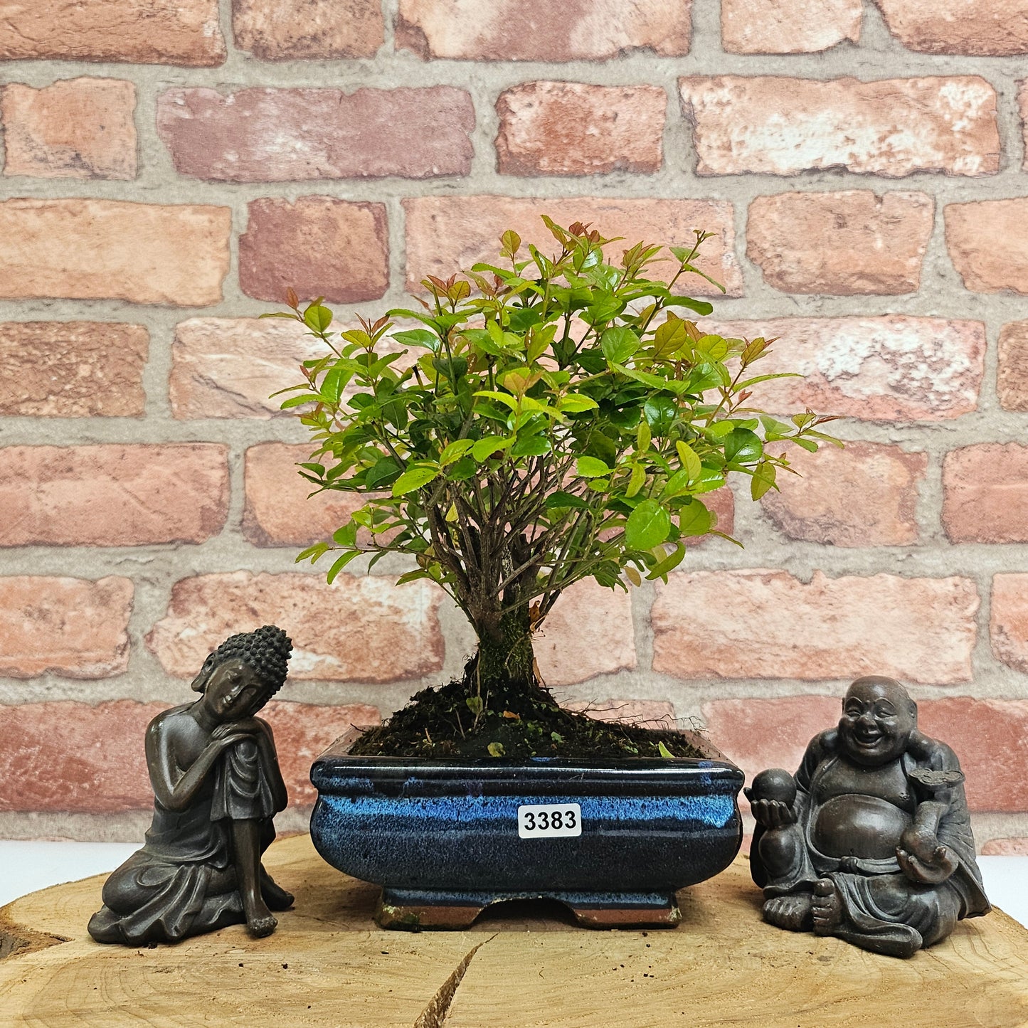 Bird Plum Bonsai Tree - Sagaretia Bonsai Plant in 15cm Pot