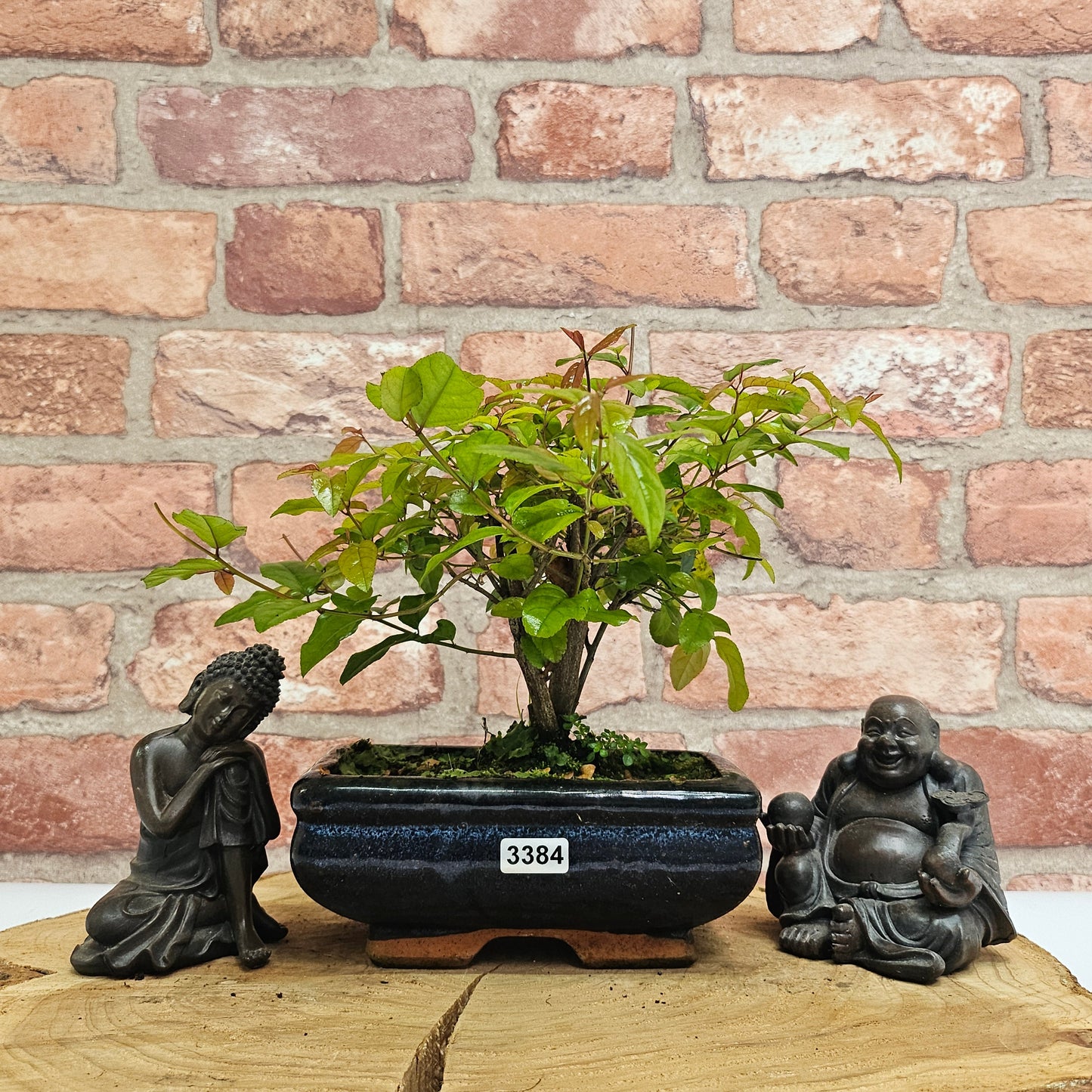 Bird Plum Bonsai Tree - Sagaretia Bonsai Plant in 15cm Pot