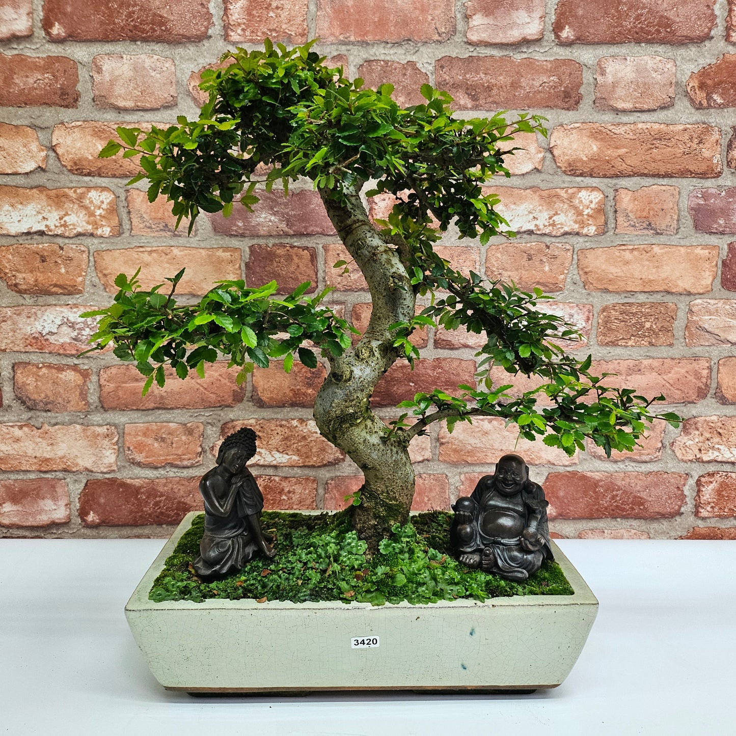 Large Ulmus Parvifolia Bonsai Tree - Chinese Elm - In 35cm Pot