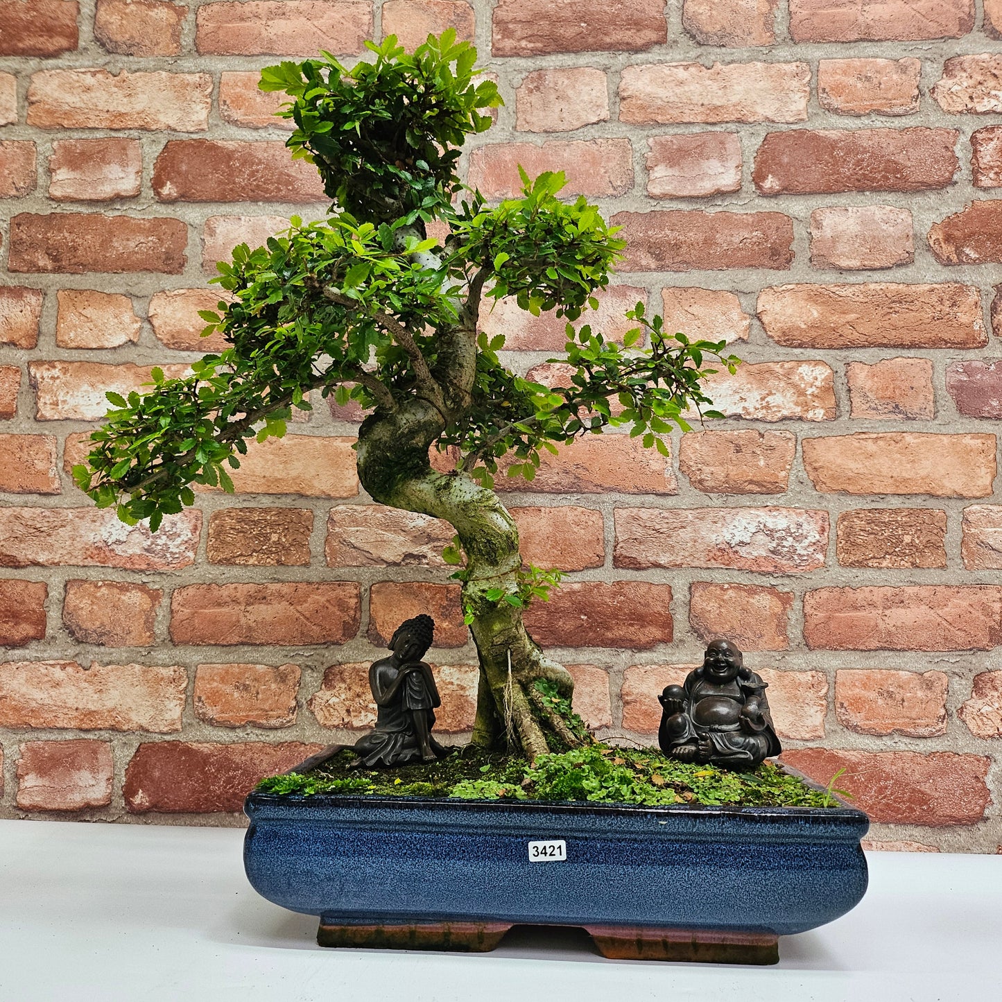 Large Ulmus Parvifolia Bonsai Tree - Chinese Elm - In 35cm Pot