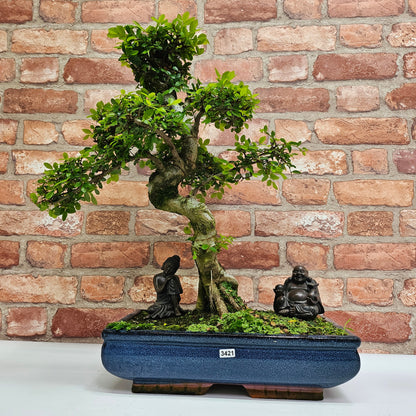 Large Ulmus Parvifolia Bonsai Tree - Chinese Elm - In 35cm Pot