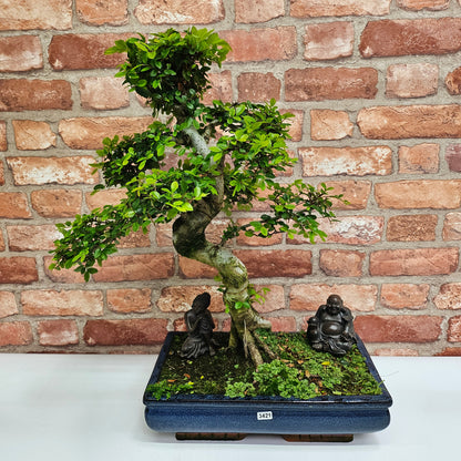 Large Ulmus Parvifolia Bonsai Tree - Chinese Elm - In 35cm Pot