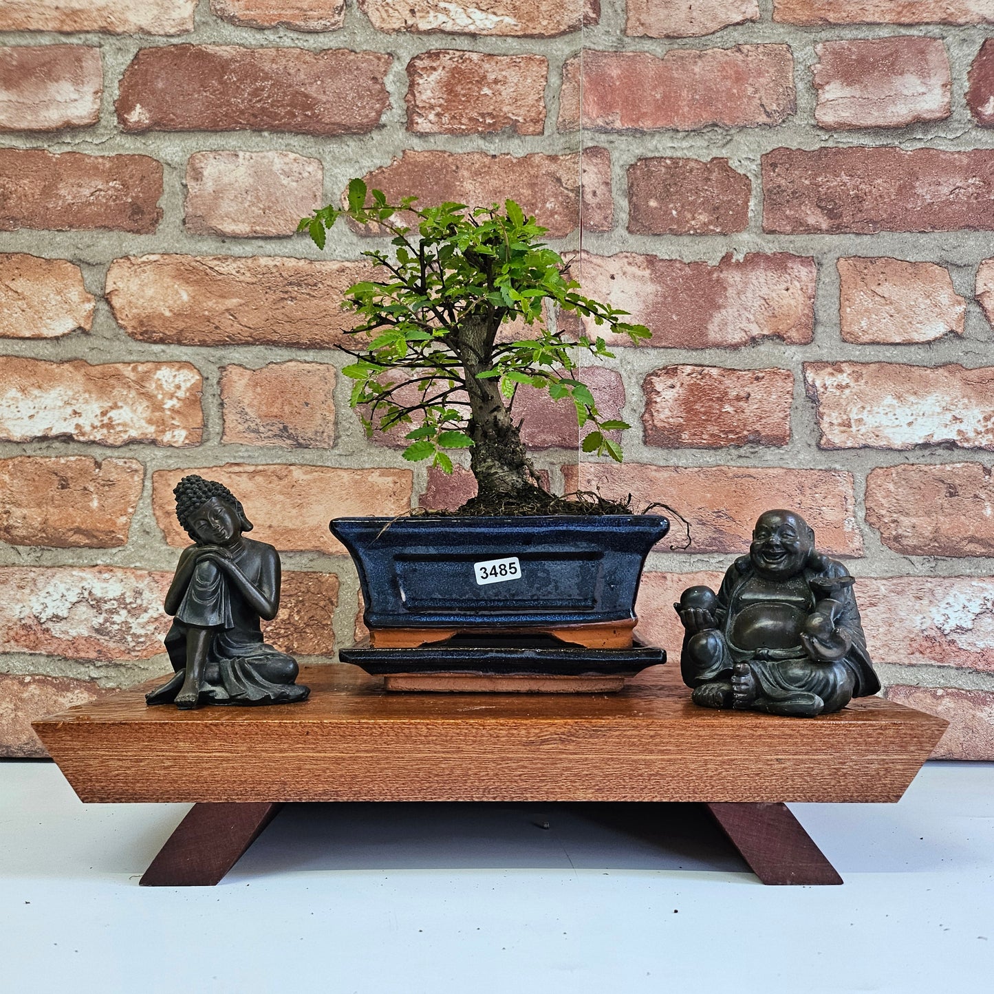 Chinese Elm Bonsai Tree - Bonsai Ulmus Parvifolia In 15cm Pot