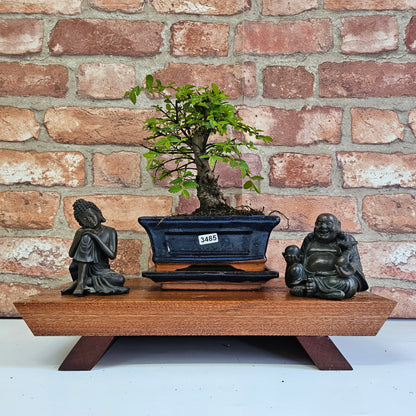Chinese Elm Bonsai Tree - Bonsai Ulmus Parvifolia In 15cm Pot